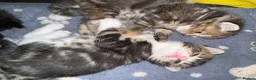 Mixed Breed cats for sale:  Beautiful half Maine coon kittens  - Advert 5