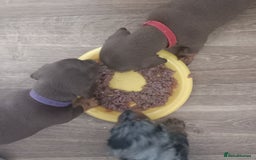 Miniature Dachshund dogs for sale: Miniature dachshund  - Image 17