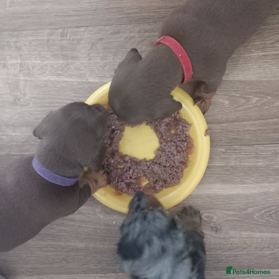 Miniature Dachshund dogs for sale: Miniature dachshund  - Image 17