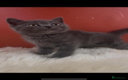 British Shorthair cats for sale: Blue & Fawn Boys & Girls - Image 6