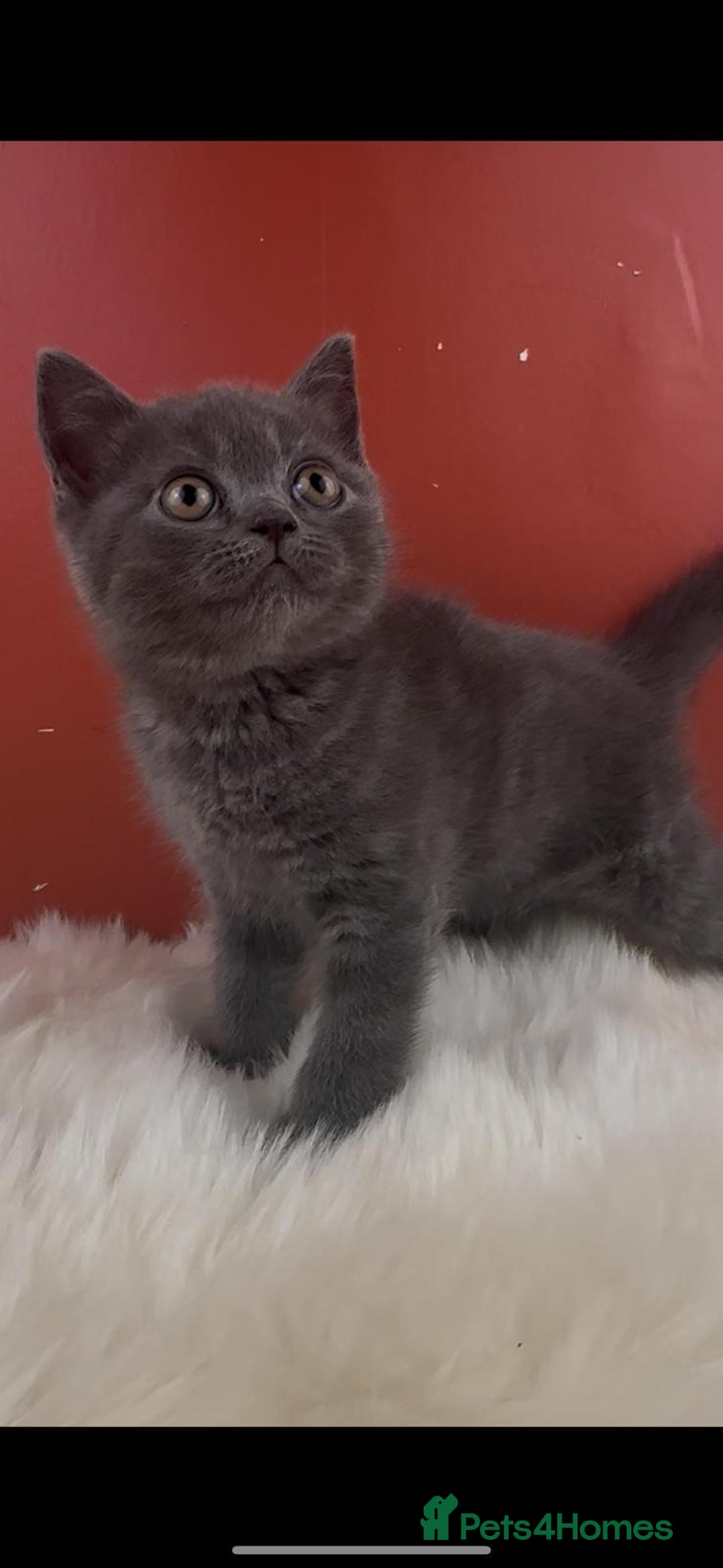 British Shorthair cats for sale: Blue & Fawn Boys & Girls - Image 6
