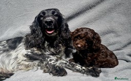 Cockapoo dogs for sale: Gorgeous Cockapoo puppies - Image 7