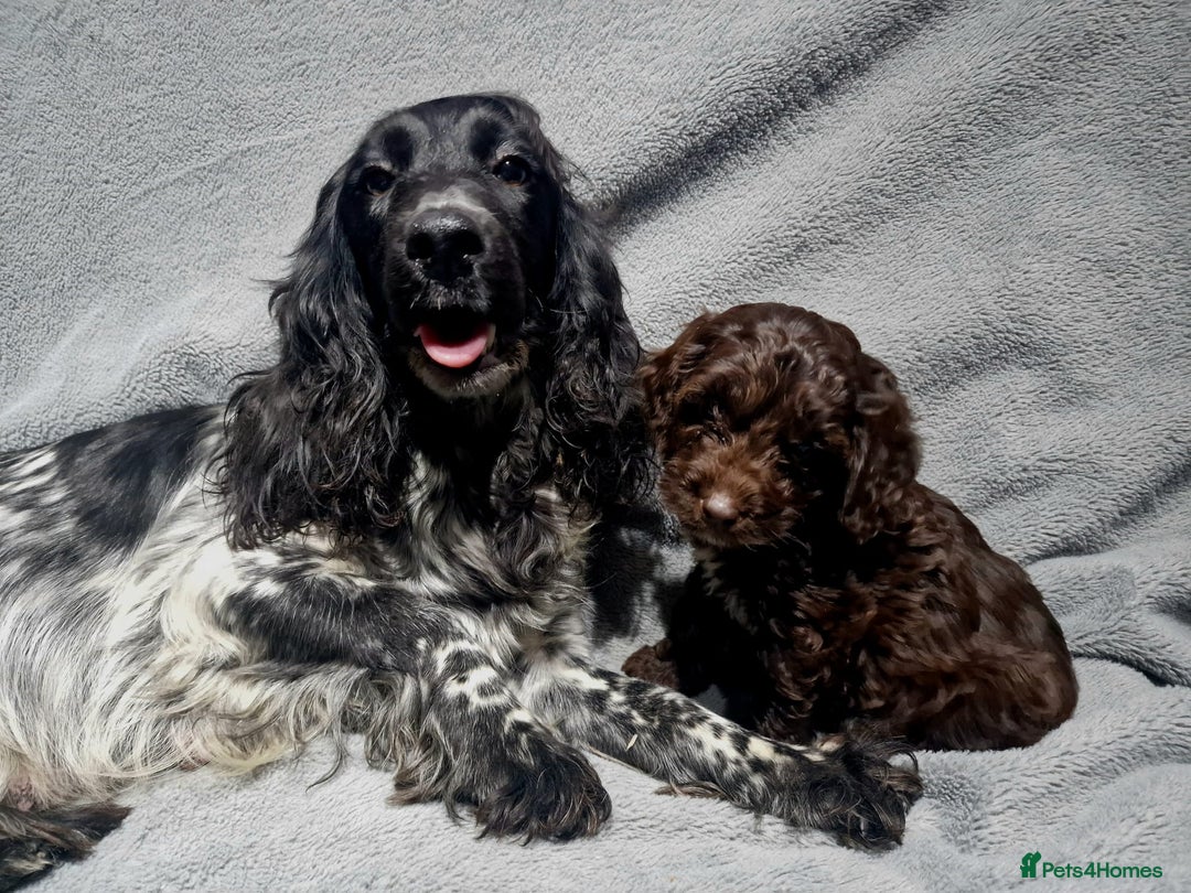 Cockapoo dogs for sale: Gorgeous Cockapoo puppies - Image 7