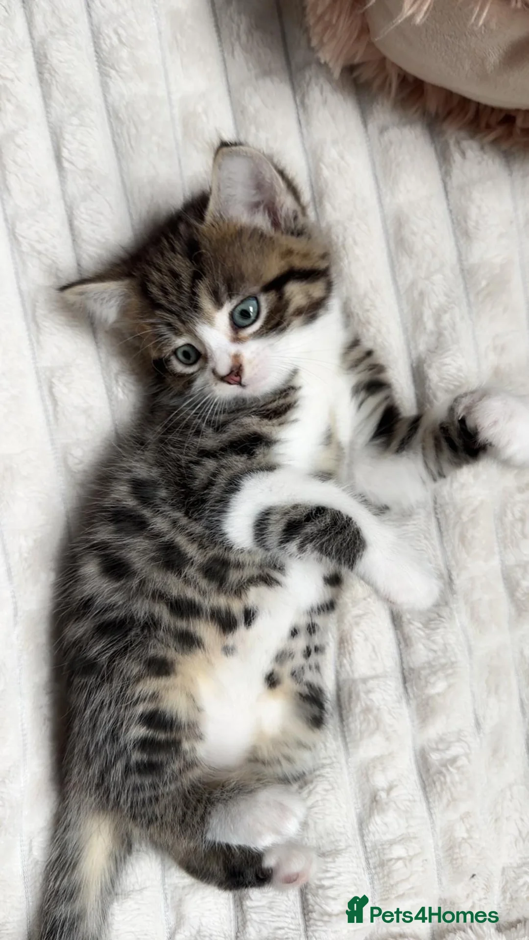 Mixed Breed cats for sale: Gorgeous 8 weeks old kittens URGENT - Advert 2