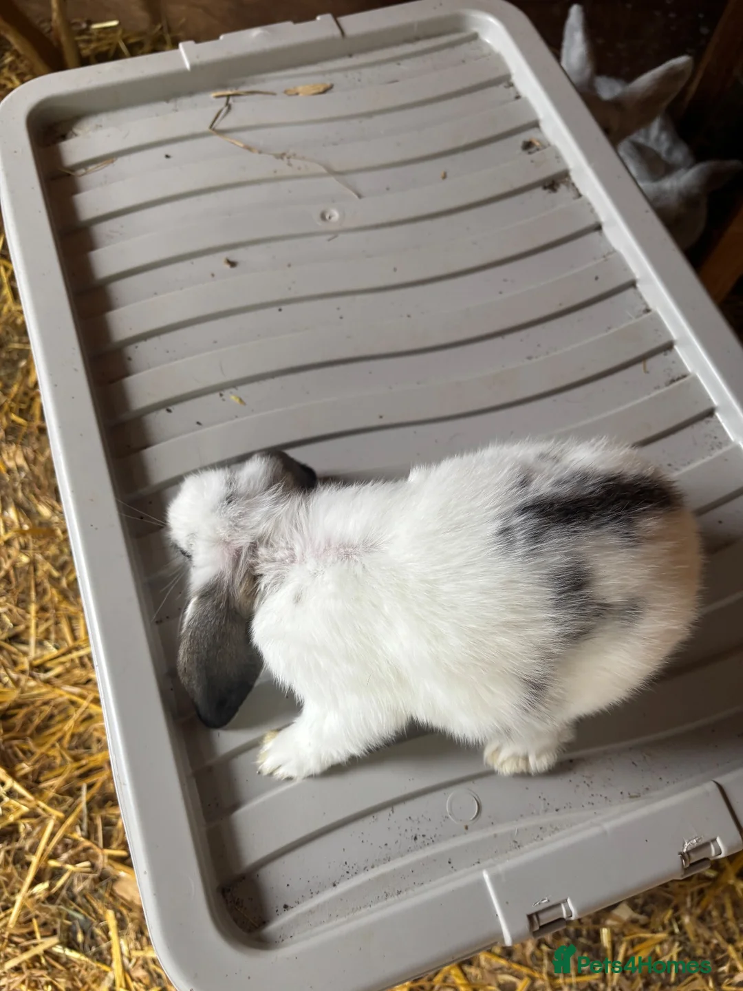 Mixed Breed rabbits for sale: Young rabbits lops and normals  - Advert 8