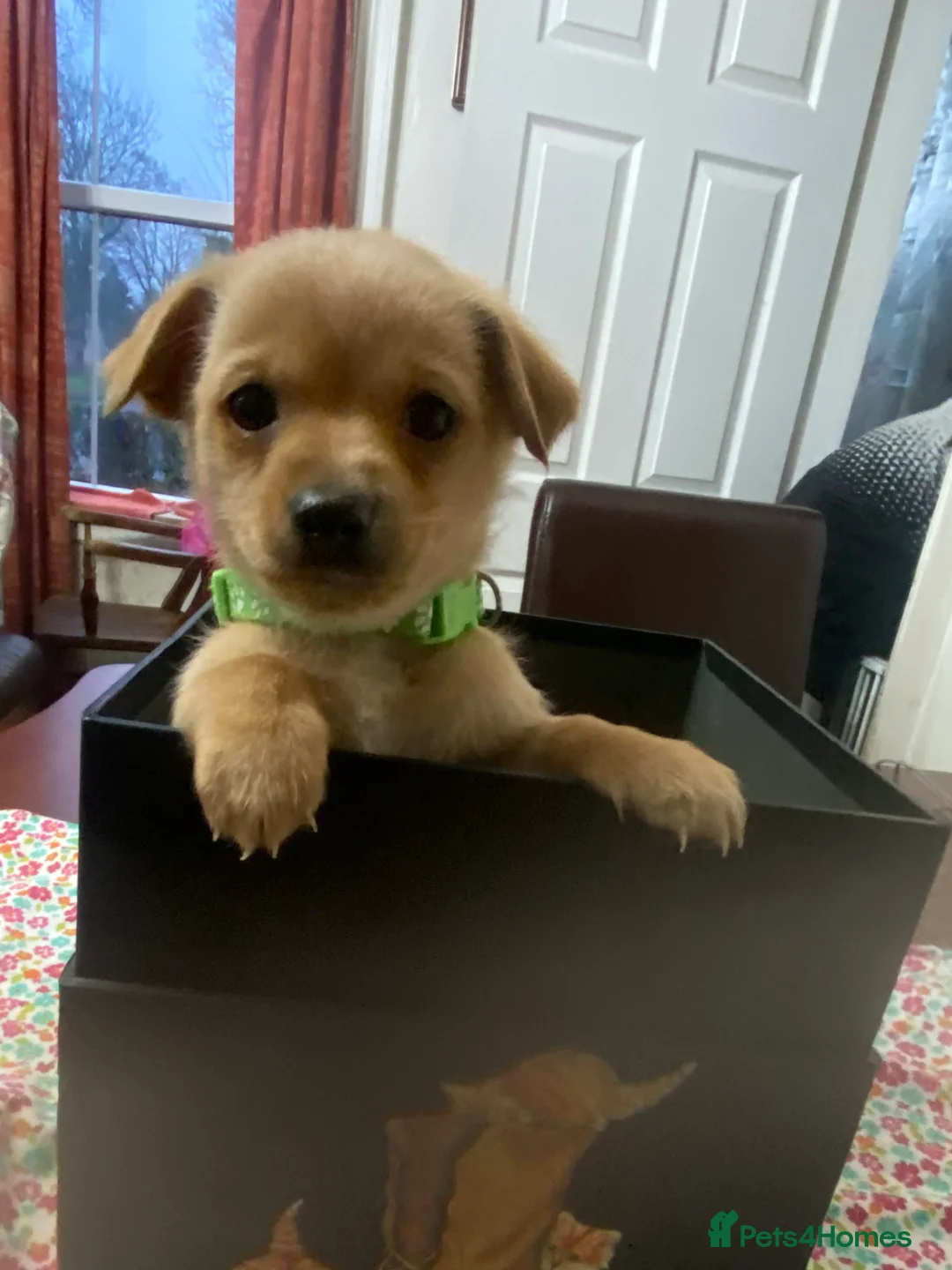 Mixed Breed dogs for sale: Daxie-CHON PUPPIES FOR SALE - Advert 10