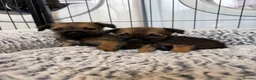 Border Terrier dogs for sale: Stunning Border Terrier Pups - Advert 16