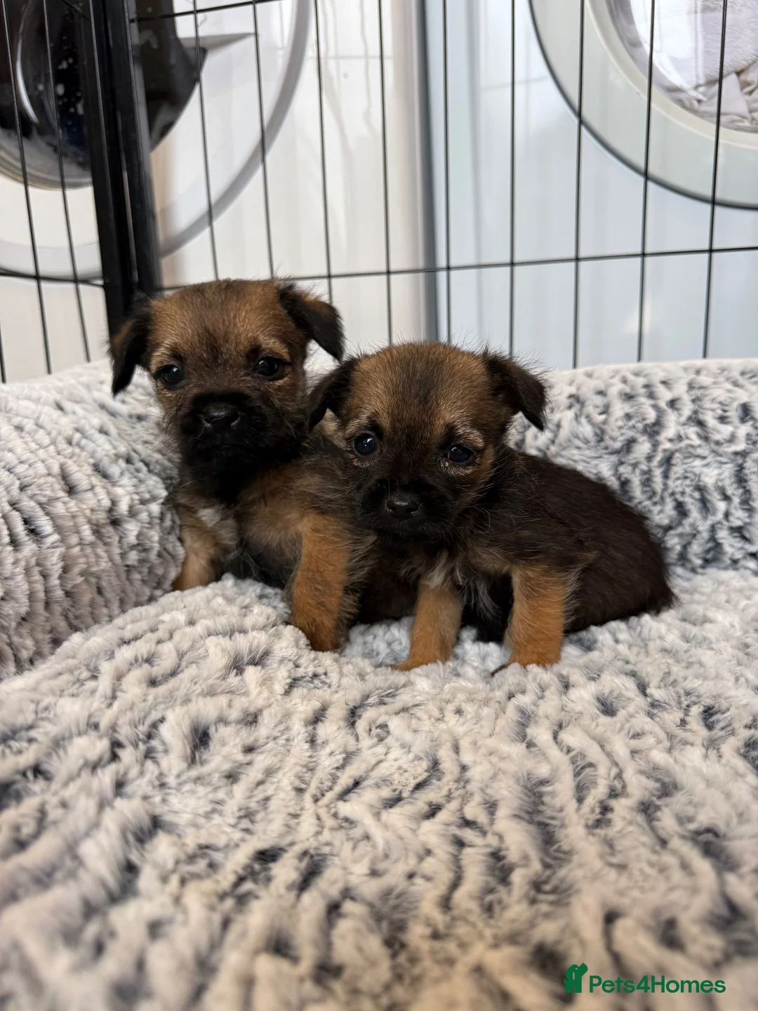 Border Terrier dogs for sale: Stunning Border Terrier Pups - Advert 16