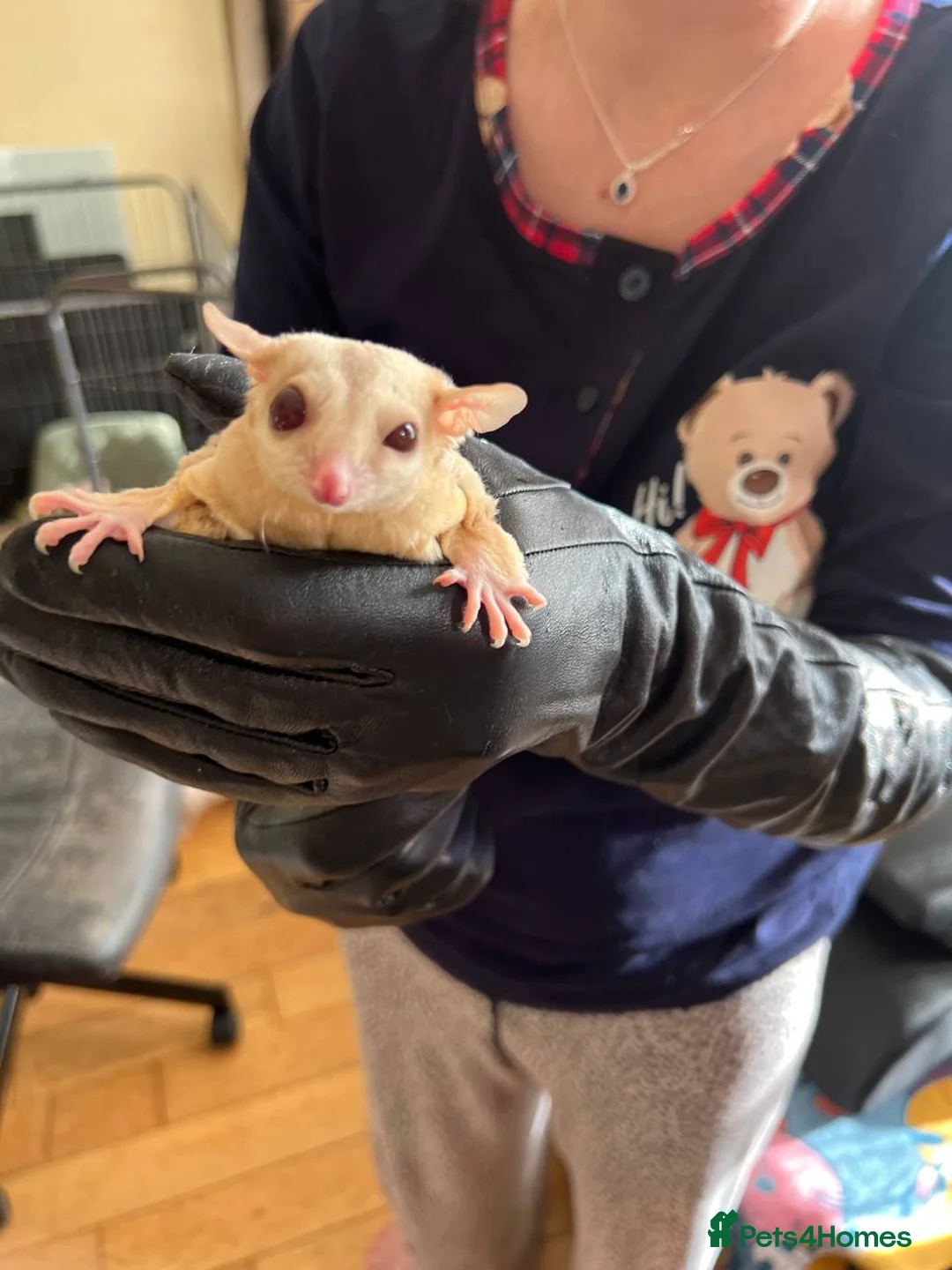 Sugar Glider rodents for sale: ✨ EXCEPTIONAL SUGAR GLIDER CLAN  - Advert 27