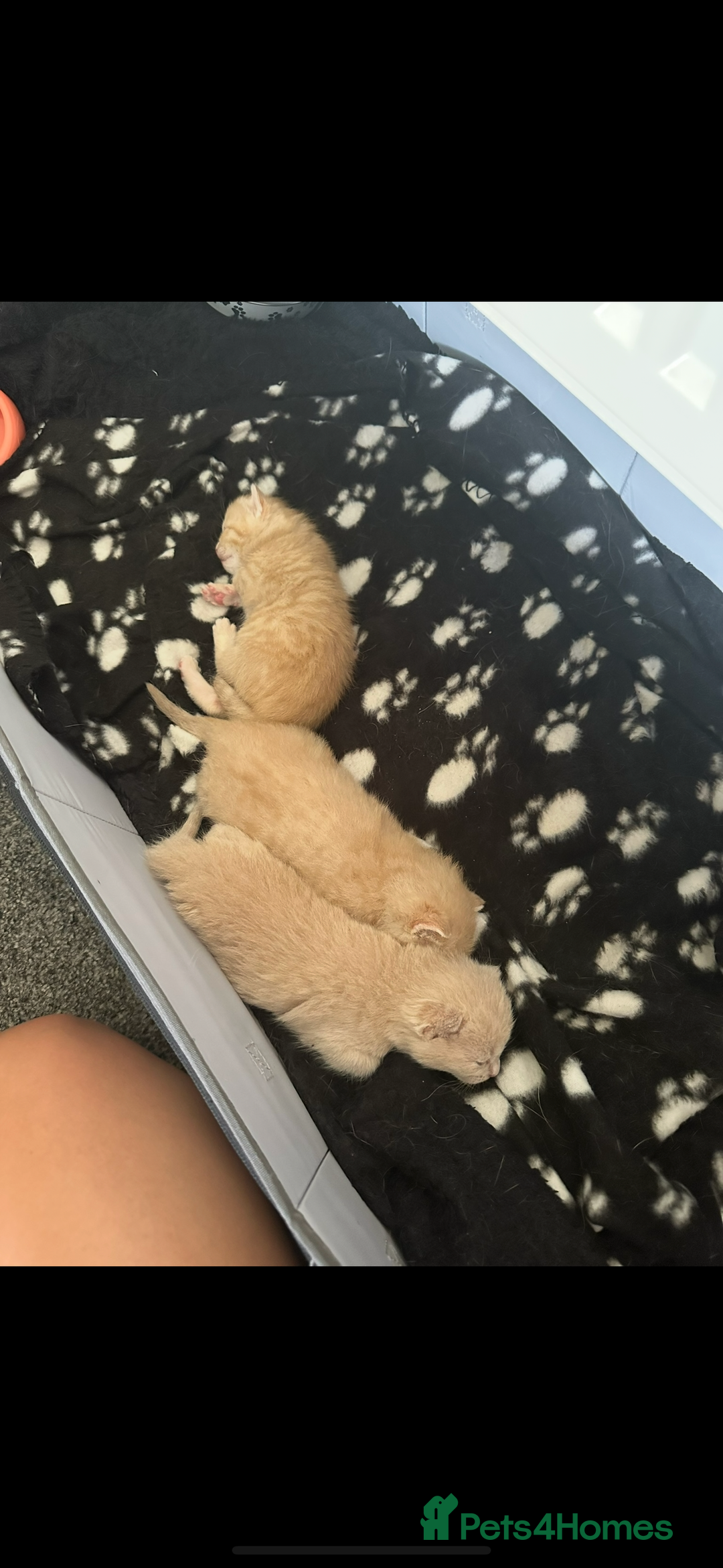Mixed Breed cats for sale: Beautiful ginger kittens  - Image 5