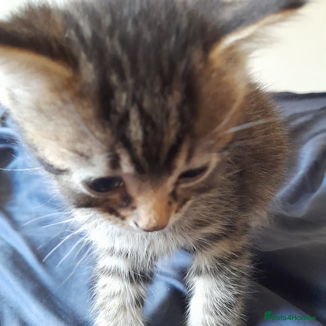 Bengal cats for sale: 6 Beautiful, Healthy Kittens - Image 6