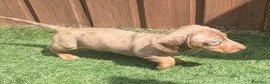 Miniature Dachshund Puppy 2
