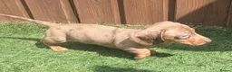 Miniature Dachshund dogs for sale: Mini dachshund  - Advert 14