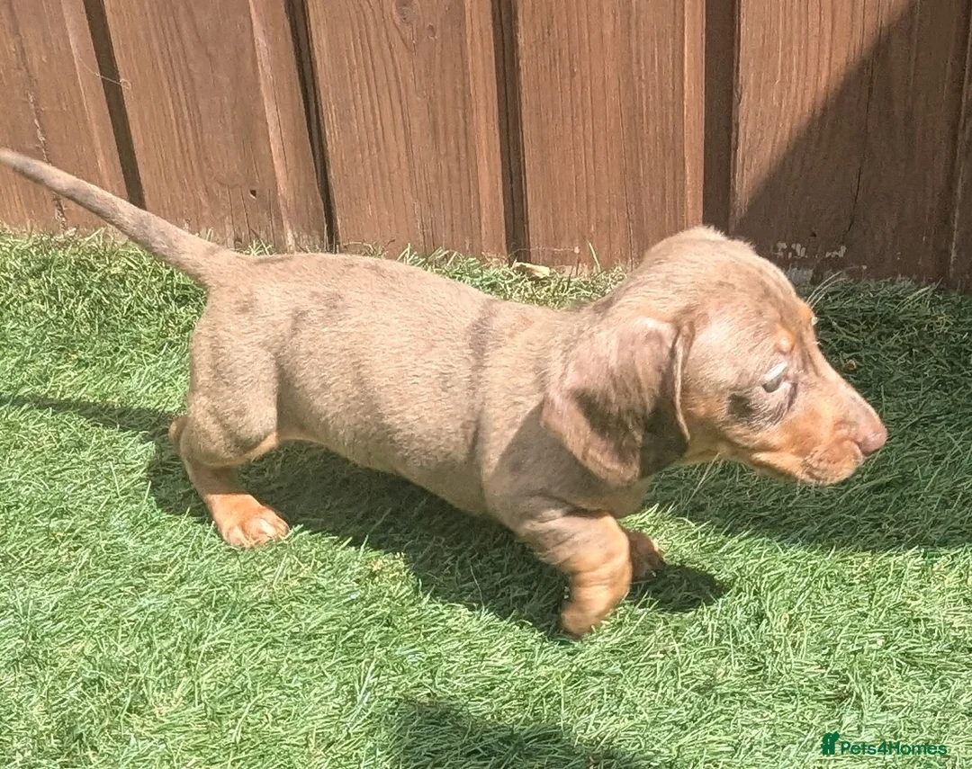 Miniature Dachshund dogs for sale: Mini dachshund  - Advert 14