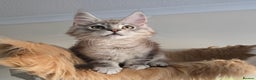 Maine Coon cats for sale: Ready now! Chunky Silver Tabby boy - Advert 6