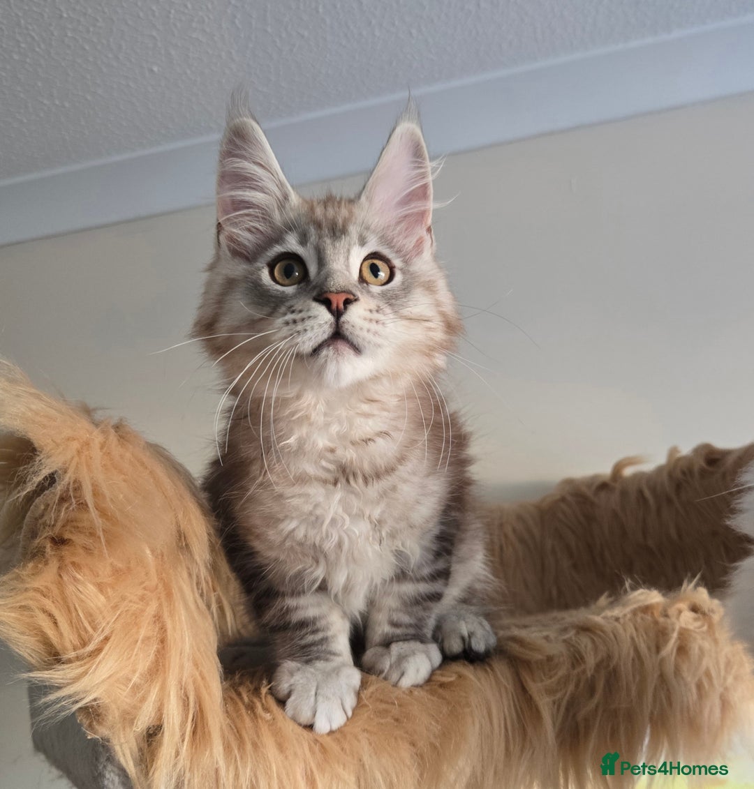 Maine Coon cats for sale: Ready now! Chunky Silver Tabby boy - Advert 6