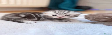 British Shorthair 2