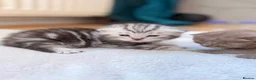 British Shorthair cats for sale: Beautiful British Shorthair Kittens🌸 - Advert 23