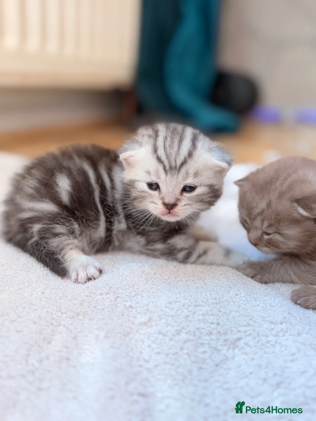 British Shorthair cats for sale: Beautiful British Shorthair Kittens🌸 - Advert 23
