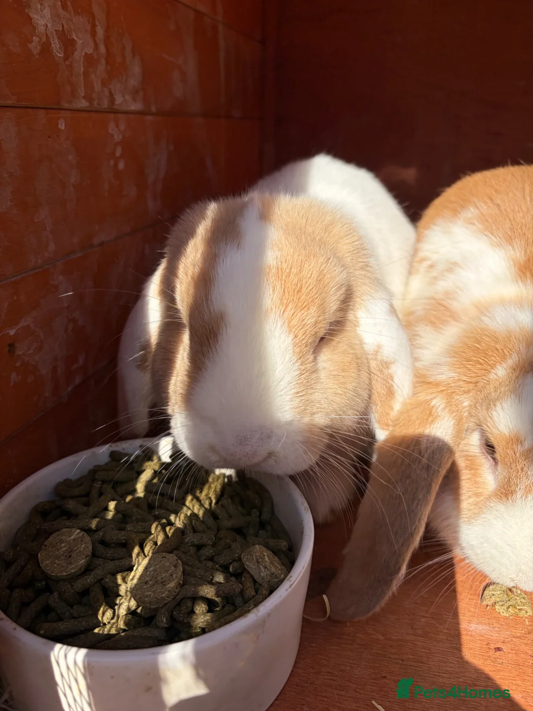 Mixed Breed rabbits for sale: Hopsy and flopsy the rabbits - Advert 2
