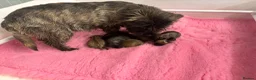 Mixed Breed dogs for sale: F1 Cairndoodle Puppies  - Advert 12