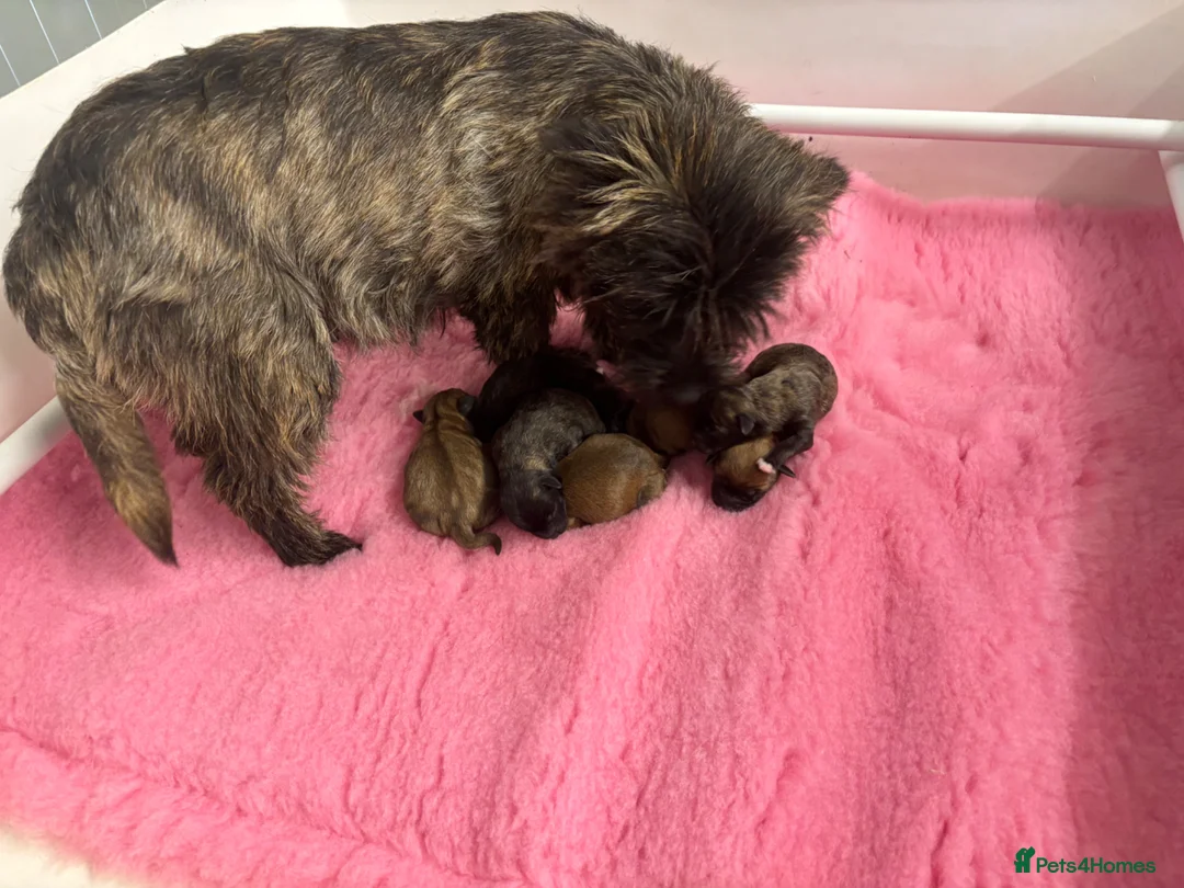 Mixed Breed dogs for sale: F1 Cairndoodle Puppies  - Advert 12