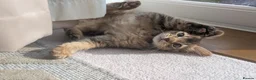 Abyssinian cats for sale: Abyssinian X for sale in Abingdon - Advert 3