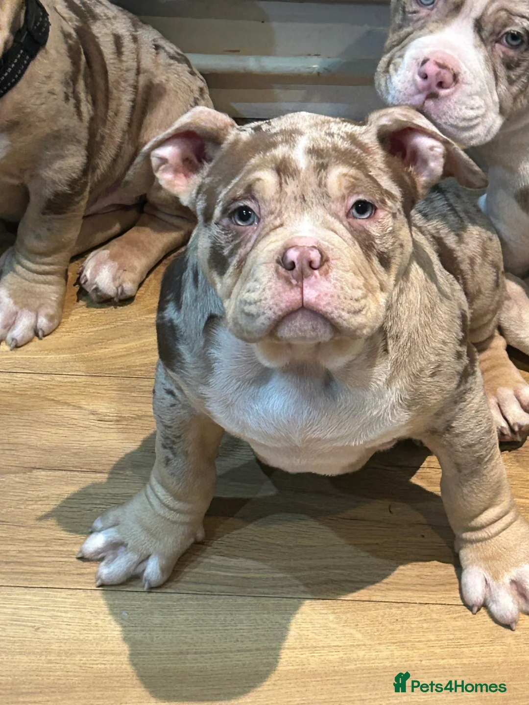 American Bully dogs for sale: 4 beautiful girl bully’s ready to go  - Advert 30