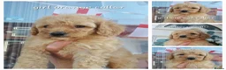 Cavapoochon dogs for sale: Beautiful cavapoochon puppies  - Advert 9