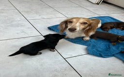 Dachshund dogs for sale: Mini Long-hair dachshund  - Image 15