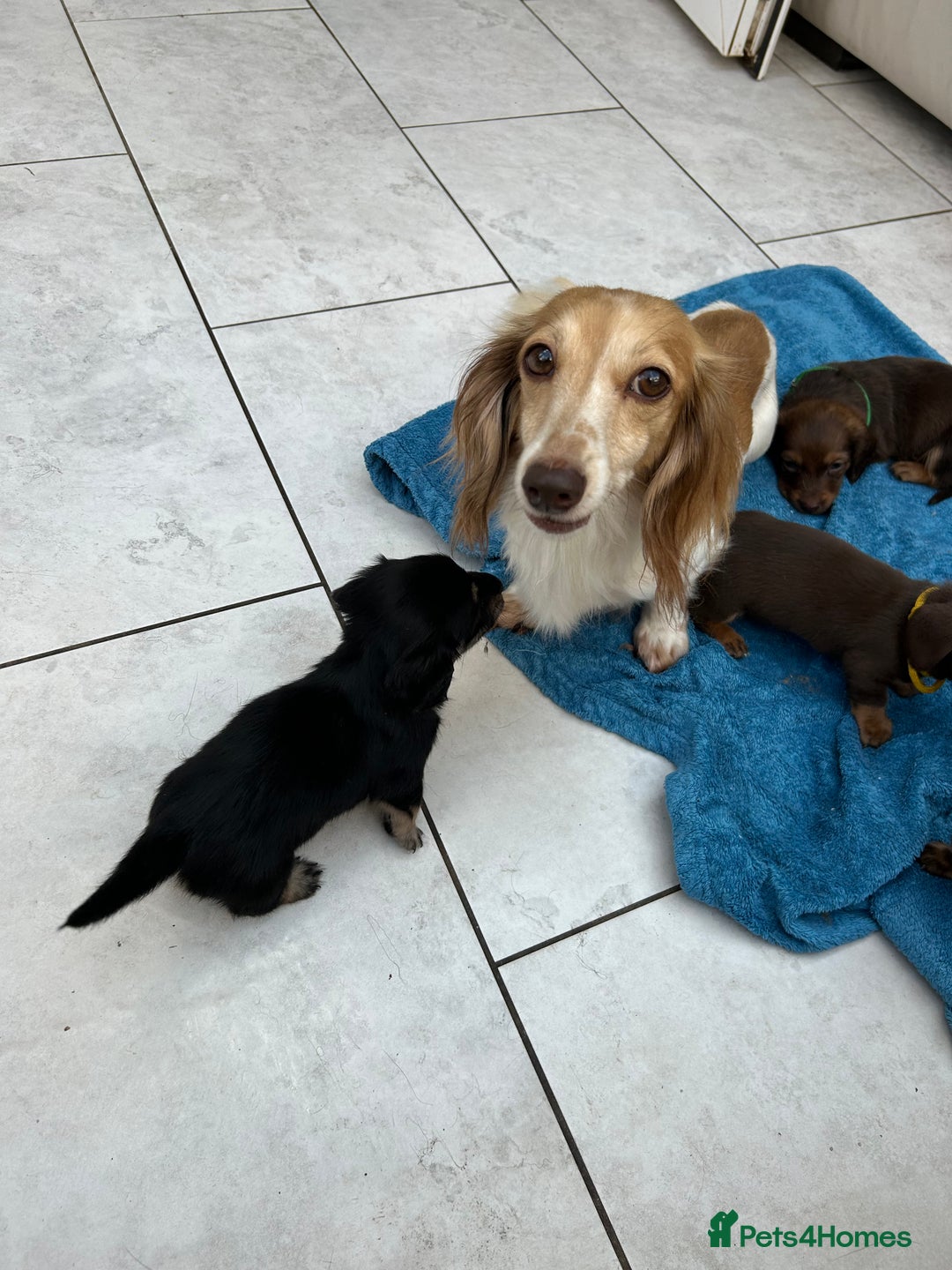 Dachshund dogs for sale: Mini Long-hair dachshund  - Image 15