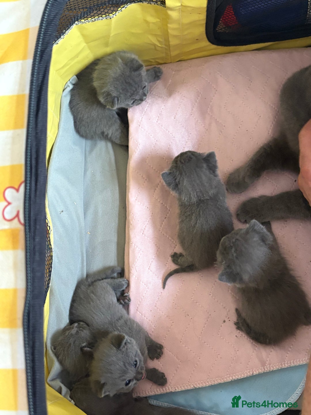 British Shorthair cats for sale: British Shorthair kittens  - Image 21