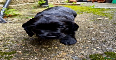 Cocker Spaniel dogs - Advert 4