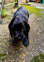 Cocker Spaniel dogs - Advert 4