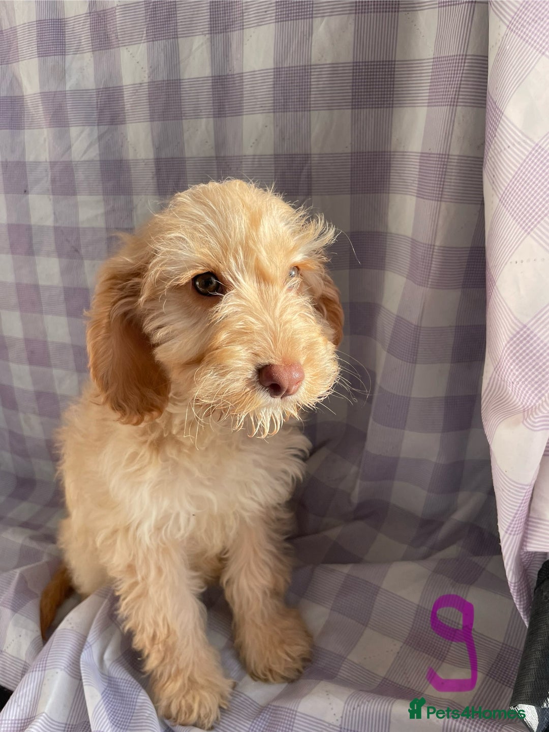 Cockapoo dogs for sale: Cockapoo puppies  - Advert 5