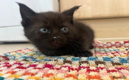 Mixed Breed cats for sale: Beautiful Maine Coone cross mix breed - Image 2