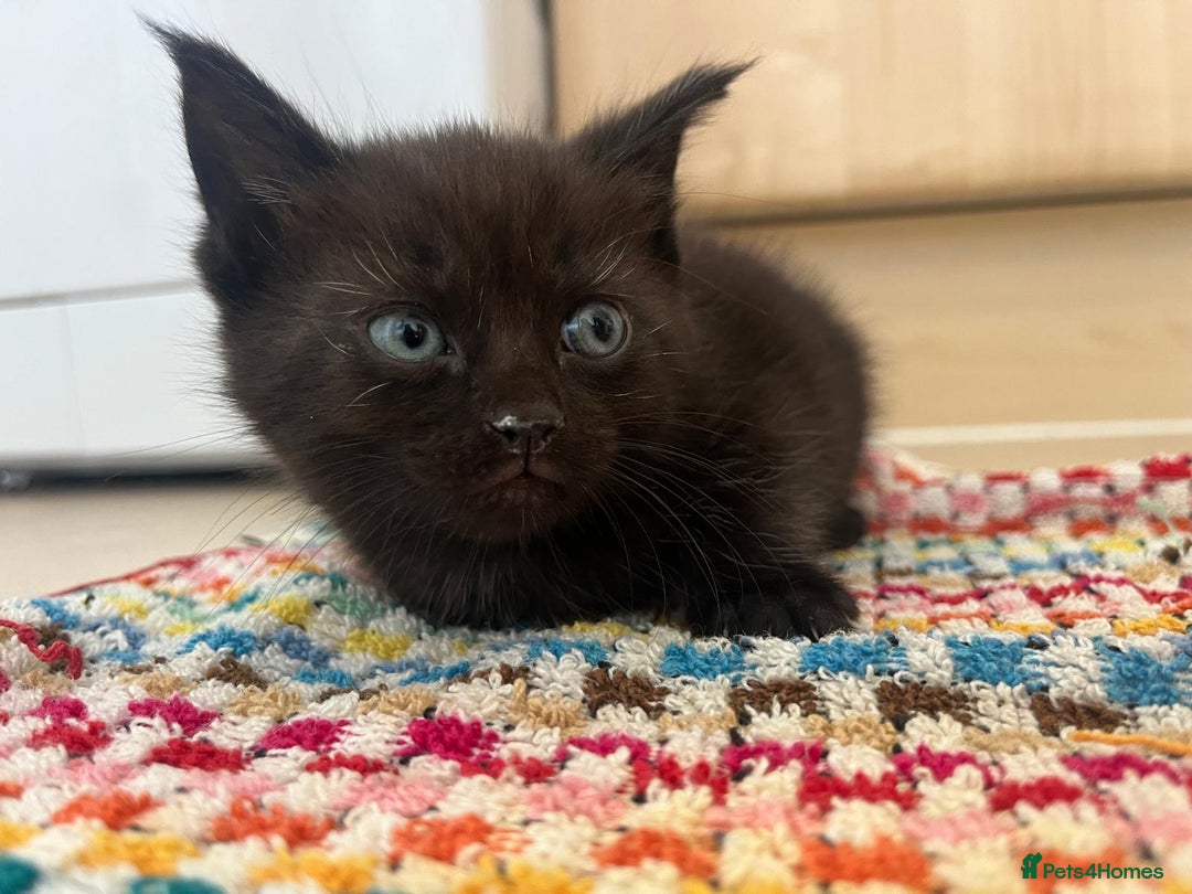 Mixed Breed cats for sale: Beautiful Maine Coone cross mix breed - Image 2