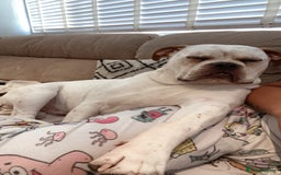 Mixed Breed dogs for sale: Boxer x bullmastiff - Image 3