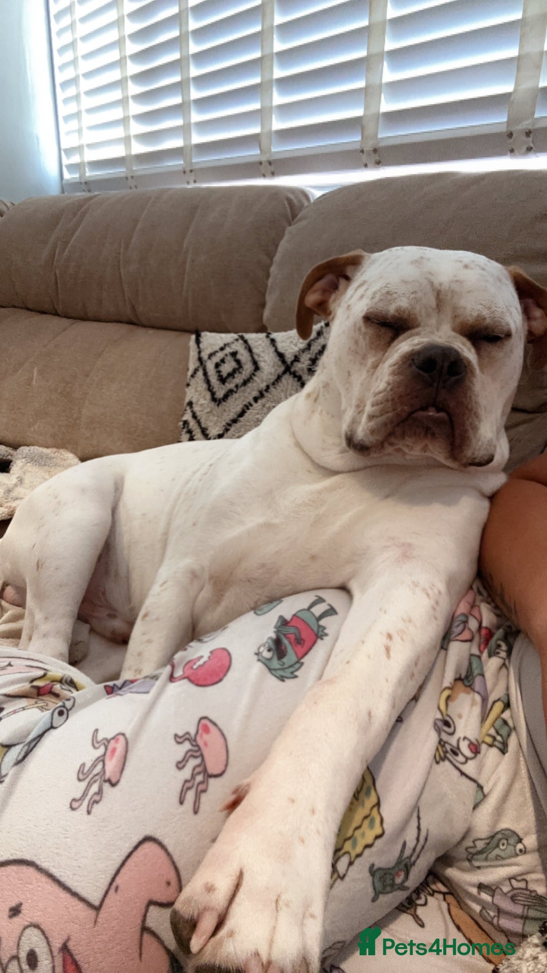 Mixed Breed dogs for sale: Boxer x bullmastiff - Image 3