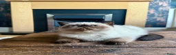Exotic cats for sale: Last remaining Seal Point Female - Advert 6