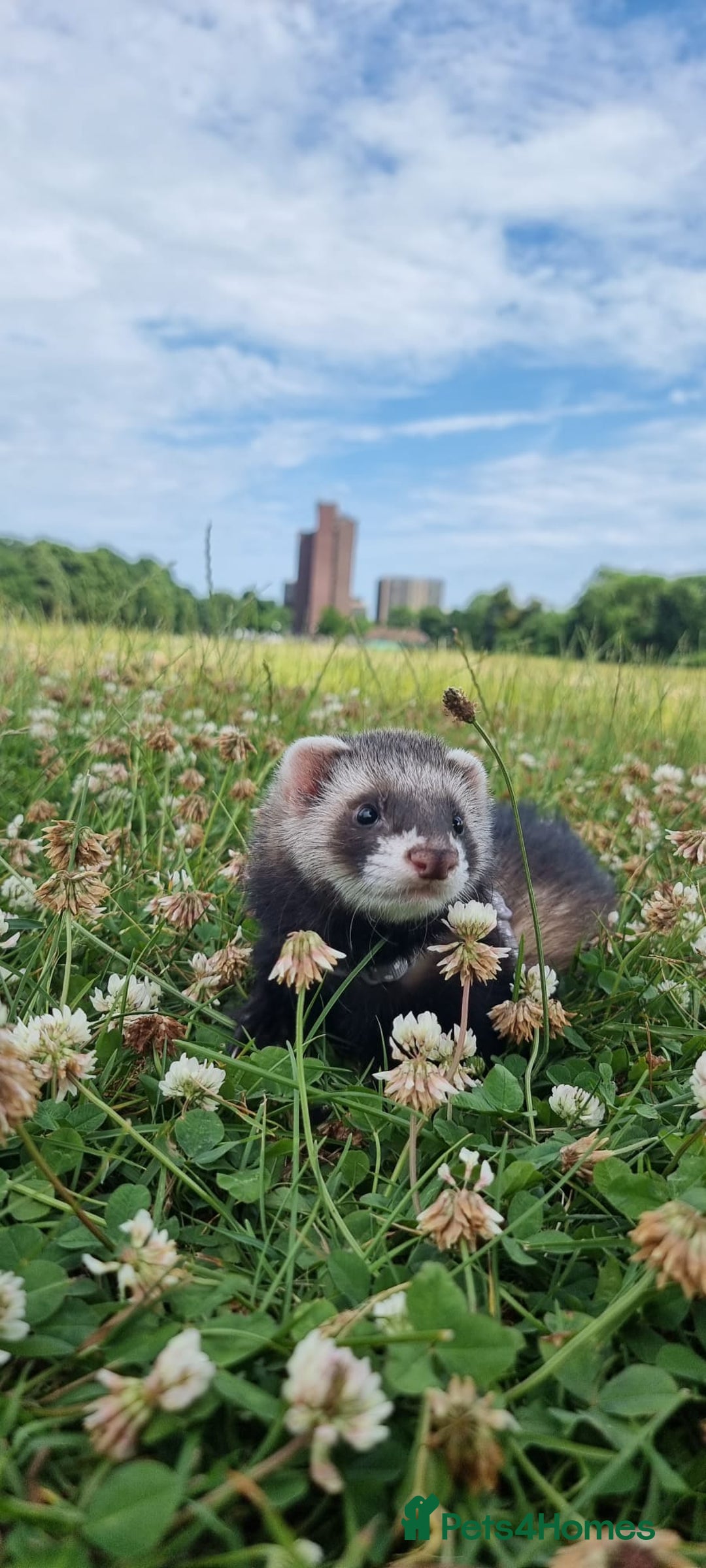 Ferret rodents for sale: 2 male ferrets looking for mew home - Advert 8