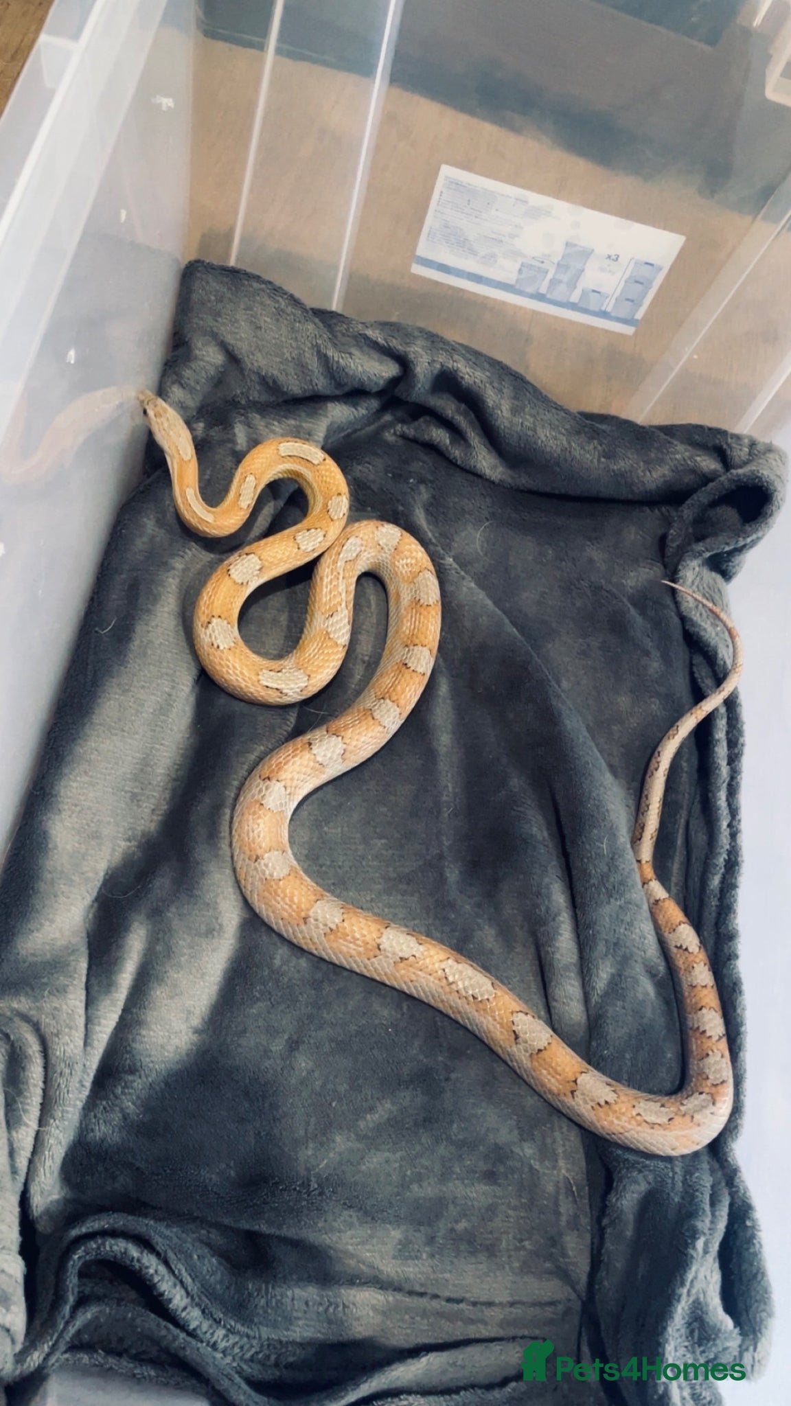 Python Snake reptiles Corn snake & Ball Python - Advert 9
