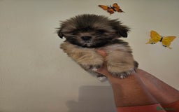 Lhasa Apso dogs for sale: Lovely pedigree puppys - Image 5