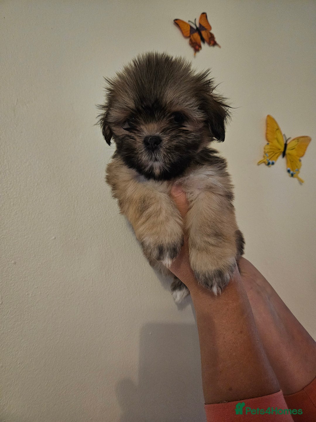 Lhasa Apso dogs for sale: Lovely pedigree puppys - Image 5