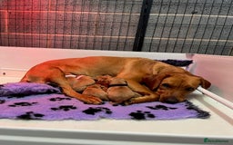 Labrador Retriever dogs for sale: Beautiful Red Fox Labrador Pups – 4 Boys & 4 Girls - Image 4