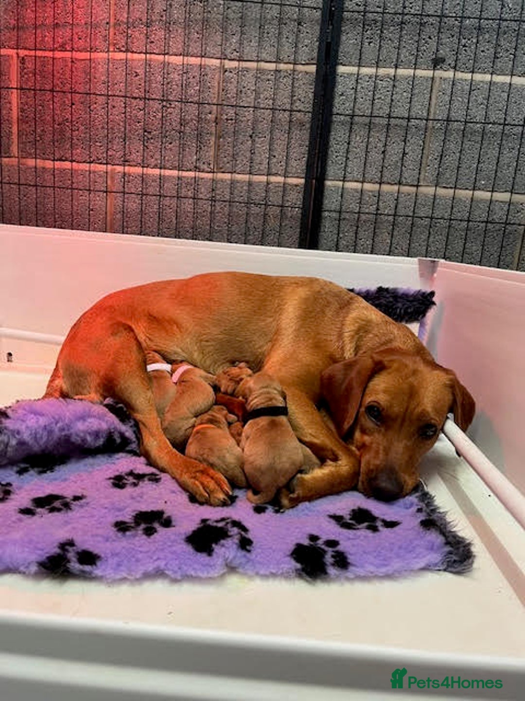 Labrador Retriever dogs for sale: Beautiful Red Fox Labrador Pups – 4 Boys & 4 Girls - Image 4