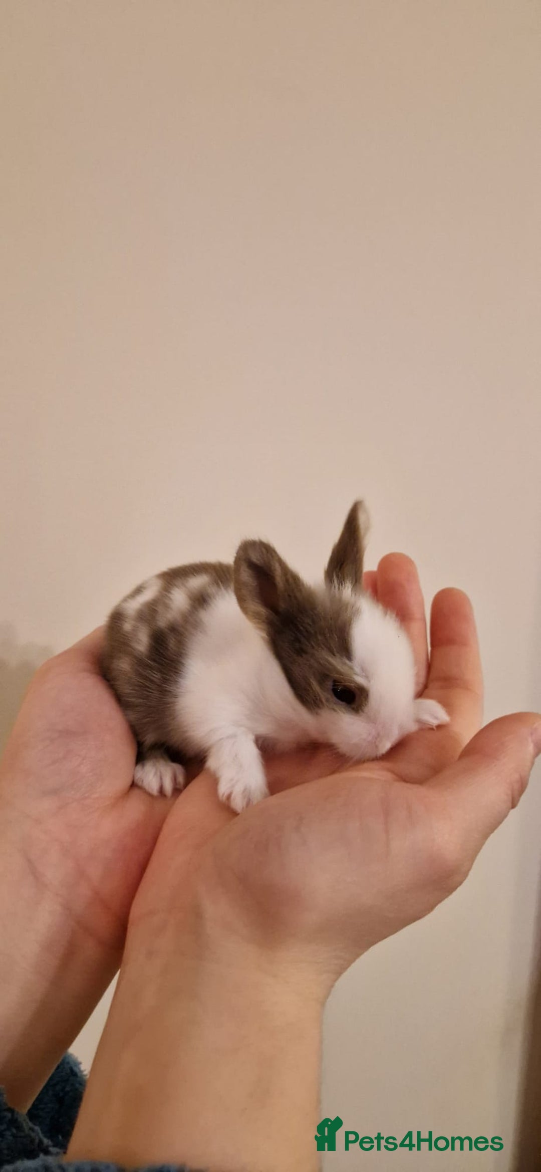 Lionhead rabbits for sale: Purebred Lionhead babies - Advert 8