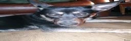 Mixed Breed dogs for sale: 8 month old husky cross in Skelmersdale - Advert 3