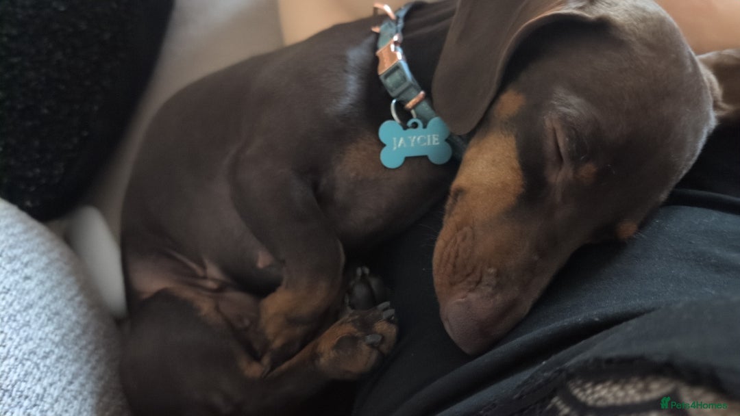 Miniature Dachshund dogs for sale: Female dachshund 2 years old  - Image 2