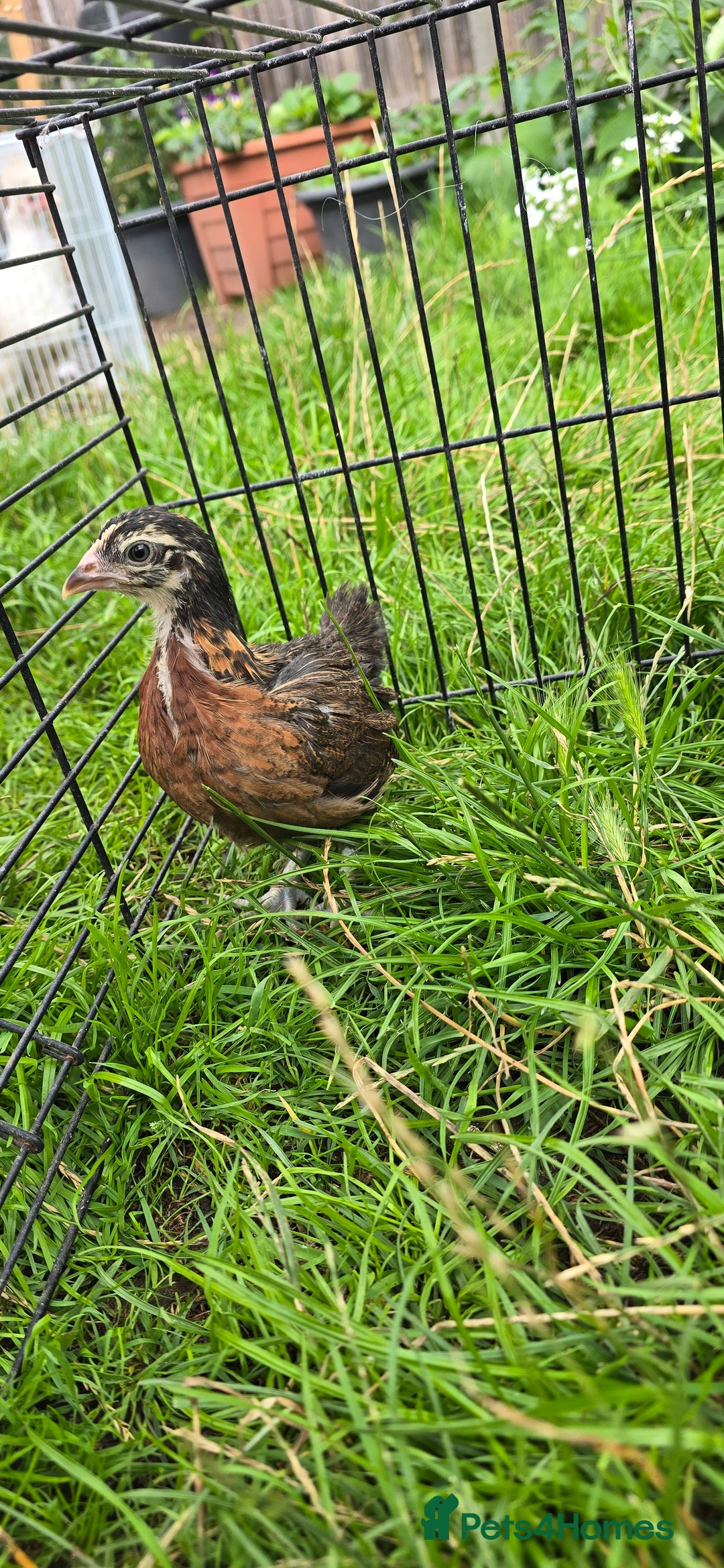 Chickens poultry for sale: two hens and two roosters  - Image 11